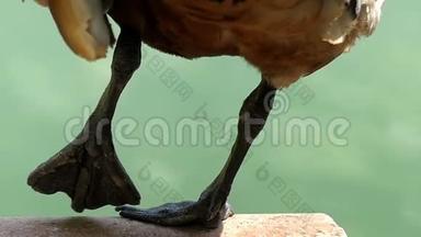 一只浅棕色的鸭子站在一只爪子上，在斯洛文尼亚的一个湖里